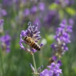 Nachhaltigkeit im Garten