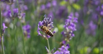 Nachhaltigkeit im Garten